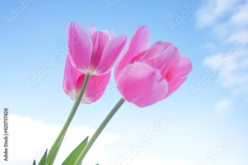 Pink tulip on the blue sky background. Spring flower. Mothers day, Valentines Day, Birthday concept © Rudaieva Iryna