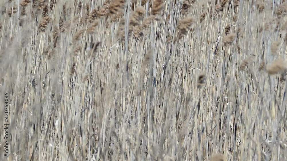Dry grass background in wind during winter Dry grass background in wind during winter