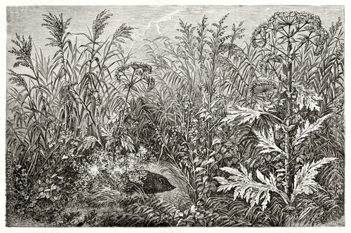 intricate Gigantic herbaceous plants on the bank of Amur river making a background of vegetation, Asia. Ancient grey tone etching style art by Catenacci, Le Tour du Monde, 1862 photo