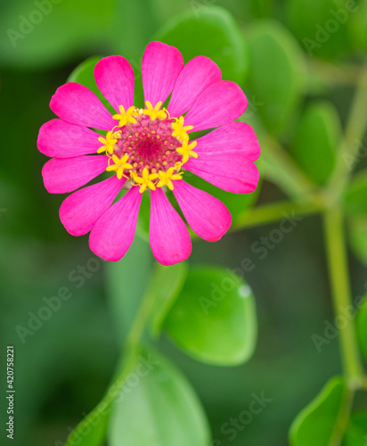 Pink zinnia blooming with greenery background, selective focus.