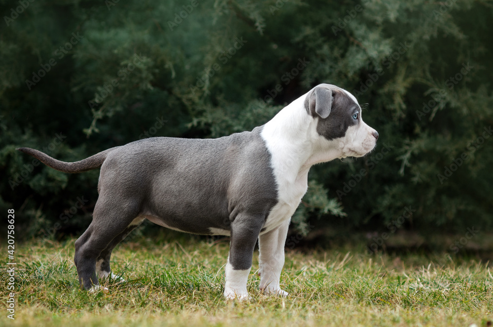 american staffordshire terrier cute puppies pet photoshoot in nature
