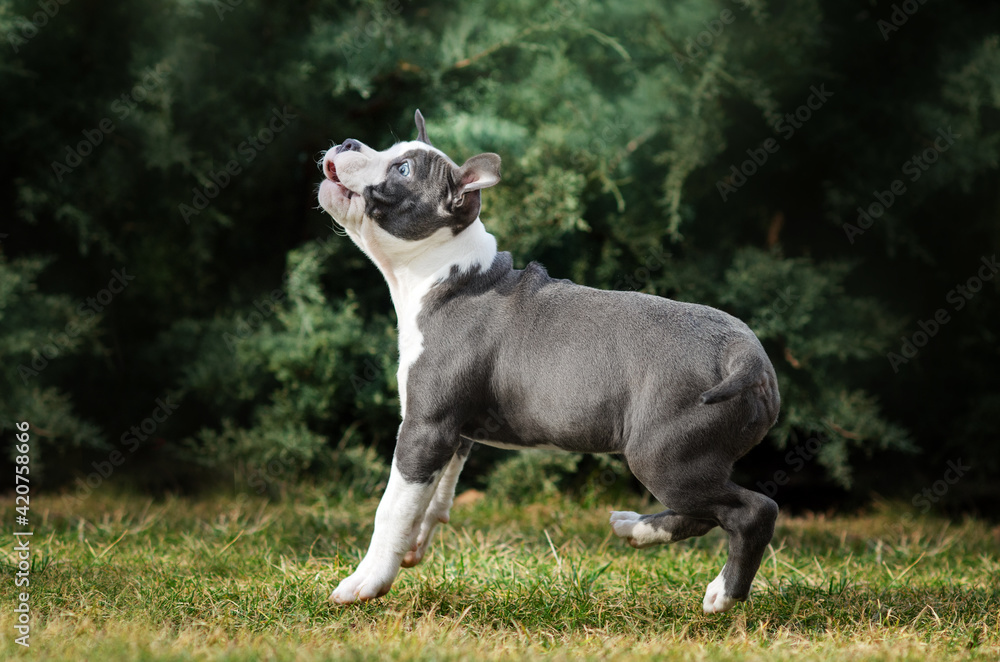 american staffordshire terrier cute puppies pet photoshoot in nature
