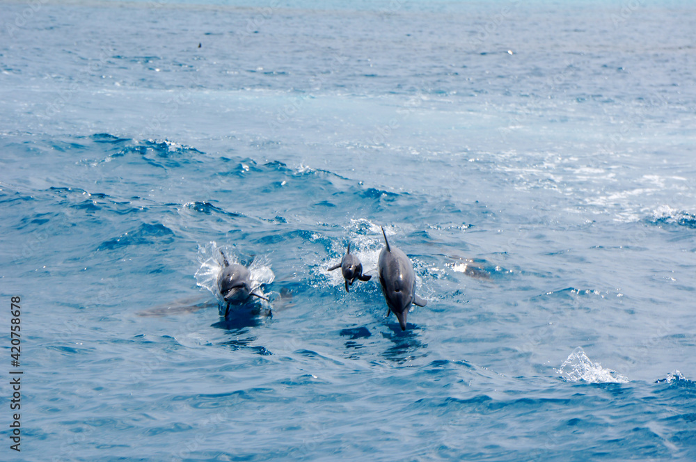 Naklejka premium dolphin jumping out of water. A dolphin family leaping out of the clear blue Maldivian waters.