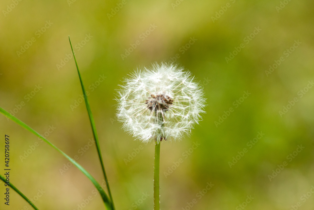 Fototapeta premium Natur