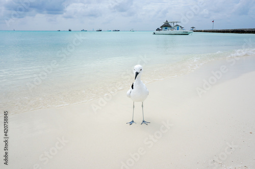  A Crab Plover (Dromas ardeola) on the beach at Rihiveli, Maldives photo