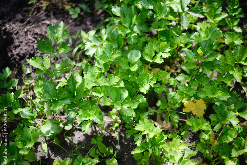 Celery (Apium graveolens) - leaves in the garden Celery (Apium graveolens) - leaves in the garden