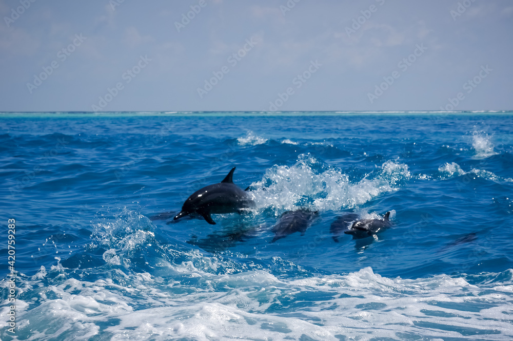Fototapeta premium dolphin jumping out of water. A dolphin family leaping out of the clear blue Maldivian waters.