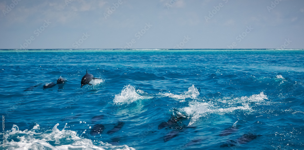 Fototapeta premium dolphin jumping out of water. A dolphin family leaping out of the clear blue Maldivian waters.