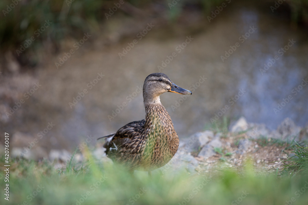 Female mallard (Anas platyrhynchos) duck on a lake Female mallard (Anas platyrhynchos) duck on a lake