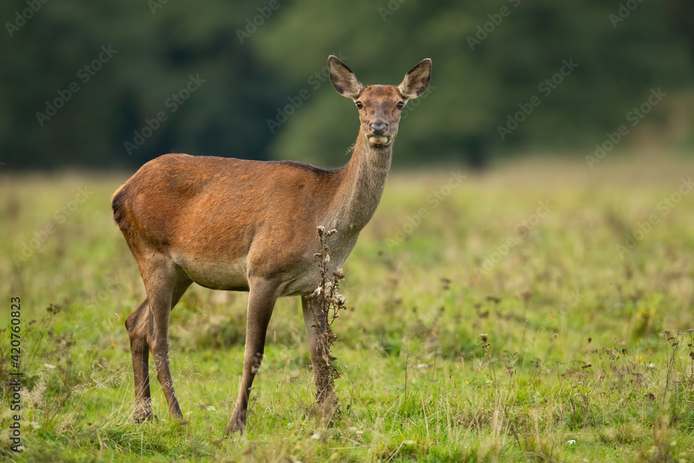 Red deer hind standing on meadow in autumn nature.