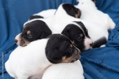 Closeup shot of little newborn Andalusian Bodeguero puppies on a blue blanket © fuen30