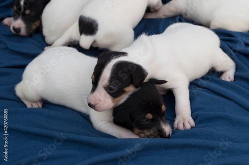 Closeup shot of little newborn Andalusian Bodeguero puppies on a blue blanket