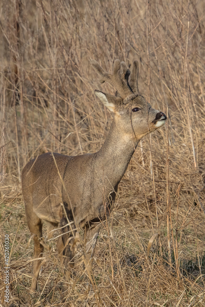 rehe