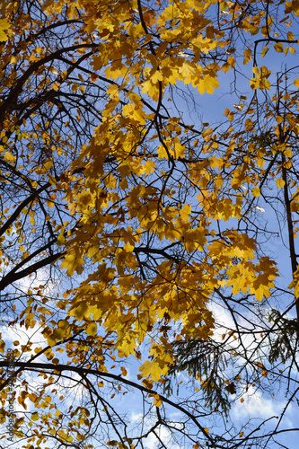 Autumn in the park. Golden maple leaves on the background of linden tree.
