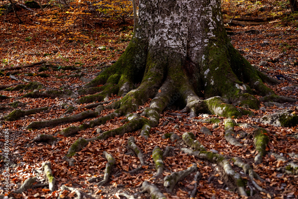 The huge roots of an old tree are making their way through the fallen autumn foliage The huge roots of an old tree are making their way through the fallen autumn foliage