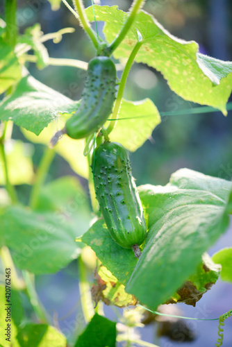 Cucumber on a bush close-up