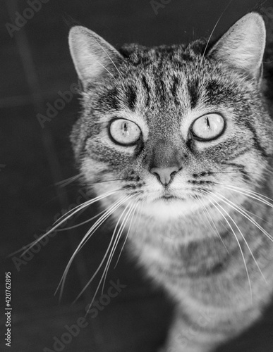 Black and white portrait of a cat