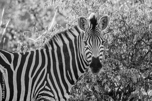 Black and white portrait of a zebra  Equus quagga  in the Timbavati Reserve  South Africa