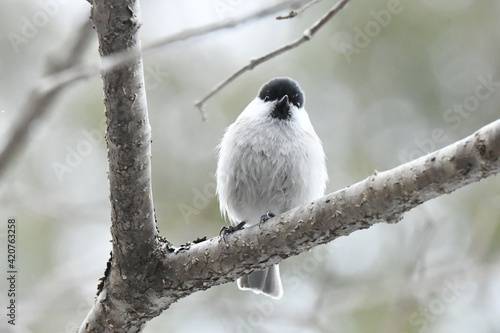 真冬の北海道の森、囀るコガラ photo