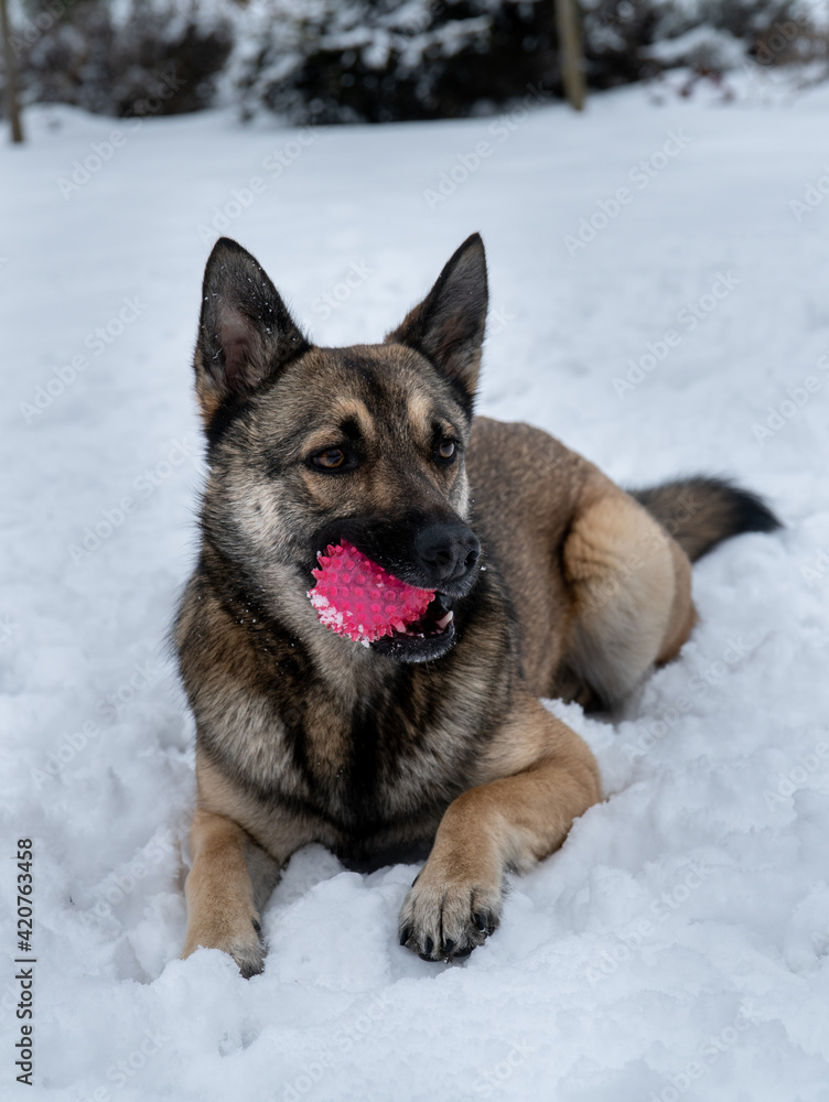 Naklejka premium Dog in snow