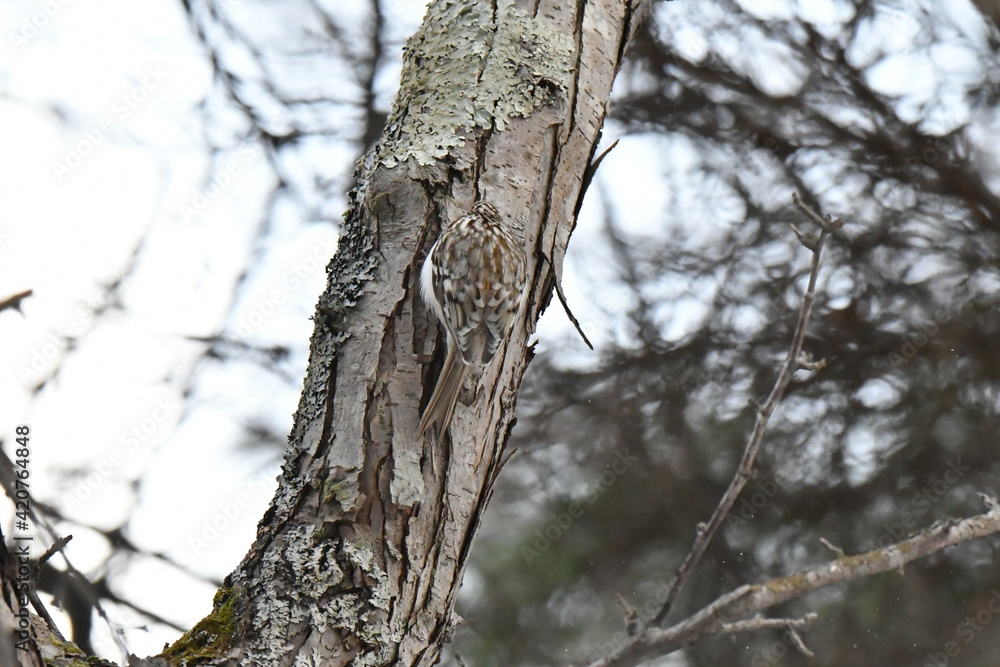 真冬の北海道の森、餌を探すキバシリ