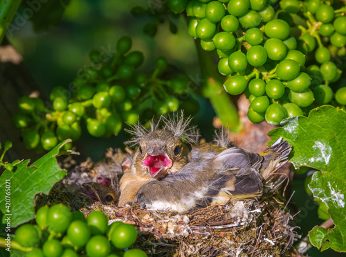 Great tit nest with chicks in a vineyard in spring (Parus major) © lorenza62