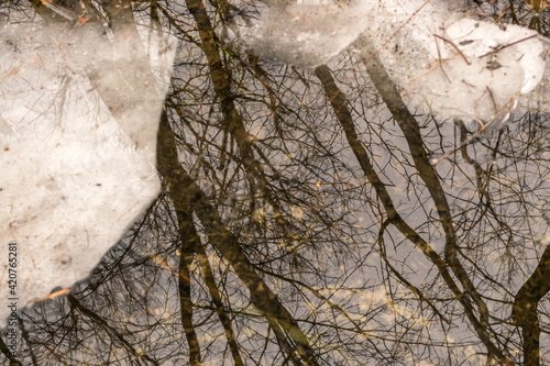Frozen swamp with dry grass and melted ice water in early spring