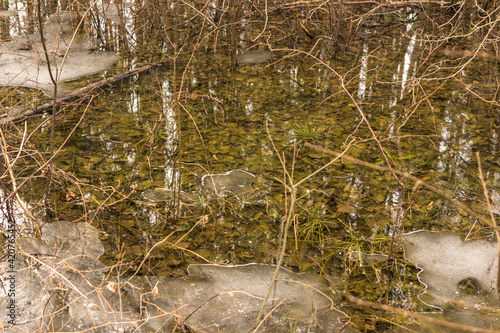 Fototapeta Naklejka Na Ścianę i Meble -  Frozen swamp with dry grass and melted ice water in early spring