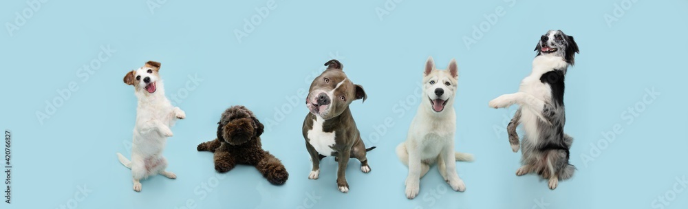 Banner group five dogs summer and spring. Obedience training concept. Jack russell, bully, poodle, husky and border collie trick. Sitting on hind legs begging behaviour. Isolated on blue background. Banner group five dogs summer and spring. Obedience training concept. Jack russell, bully, poodle, husky and border collie trick. Sitting on hind legs begging behaviour. Isolated on blue background.