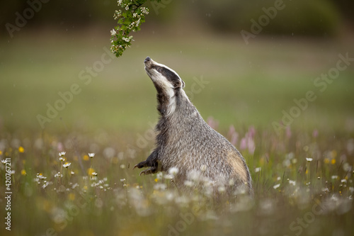 Fototapeta The European badger sniffing around on flower covered meadow