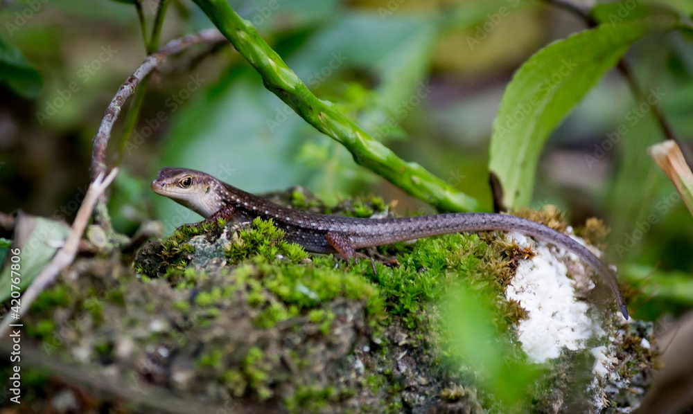 Obraz premium lizard on the rock