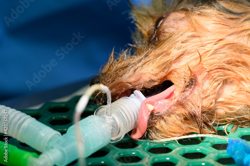 Dog intubated in surgery room of veterinary clinic. High quality photo photo