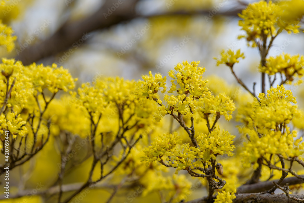 Yellow flower of cornus officinalis, Ripe Japanese cornelian cherry Yellow flower of cornus officinalis, Ripe Japanese cornelian cherry