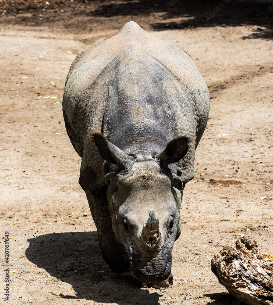 Obraz premium Nashorn