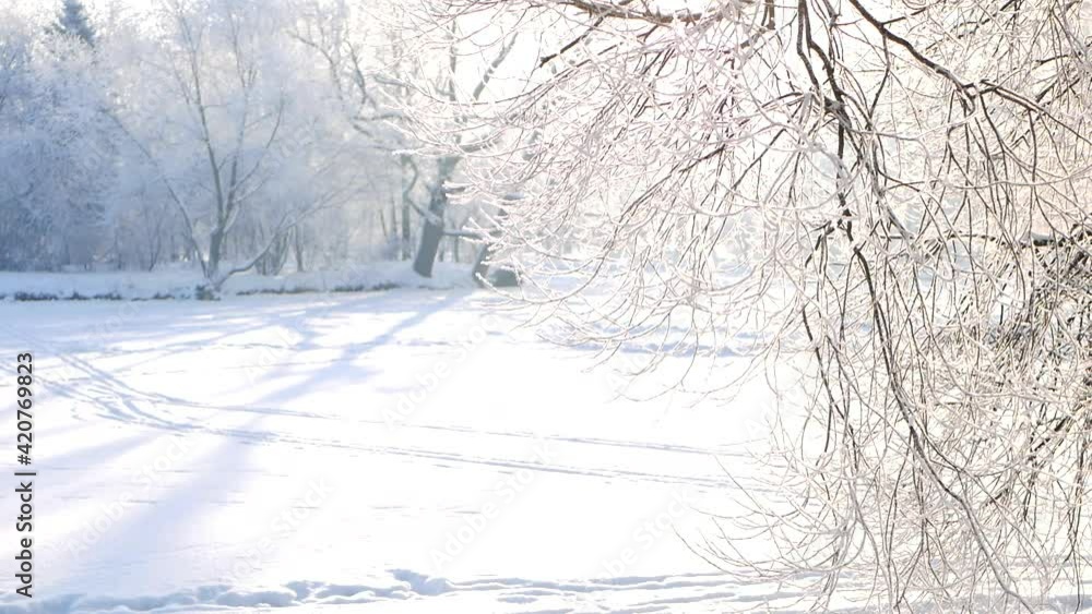 Winter landscape - a snow-covered park with beautiful trees, covered with hoarfrost. A Christmas picture - a winter forest, a sunny day in a fairy-tale park. Winter landscape - a snow-covered park with beautiful trees, covered with hoarfrost. A Christmas picture - a winter forest, a sunny day in a fairy-tale park.