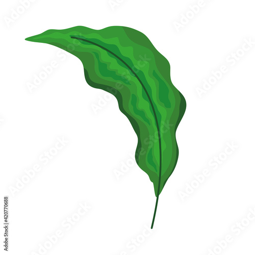 tropical leaf plant