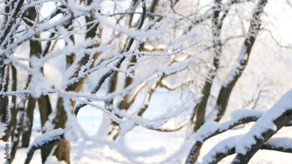 Winter landscape - a snow-covered park with beautiful trees, covered with hoarfrost. A Christmas picture - a winter forest, a sunny day in a fairy-tale park. Winter landscape - a snow-covered park with beautiful trees, covered with hoarfrost. A Christmas picture - a winter forest, a sunny day in a fairy-tale park.
