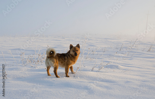 morning in the mountains red dog blue shadows from the sun cute friendly dog