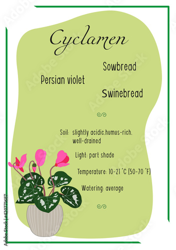 Cyclamen. Persian violet. Indoor plant, potted plant. Care info card, banner. House plant care. Home gardening. photo