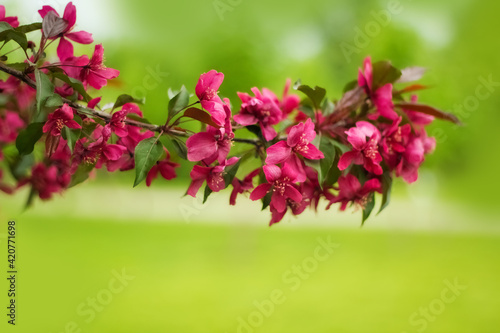 A branch of a blossoming decorative apple tree with red flowers