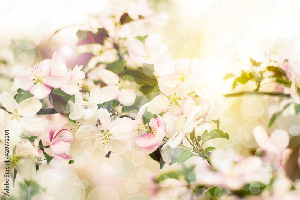 Fototapeta Branch of a blossoming decorative apple tree with buds and flowers