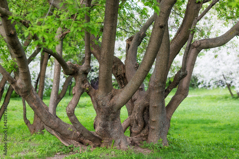 A huge spreading tree with many trunks intertwined A huge spreading tree with many trunks intertwined