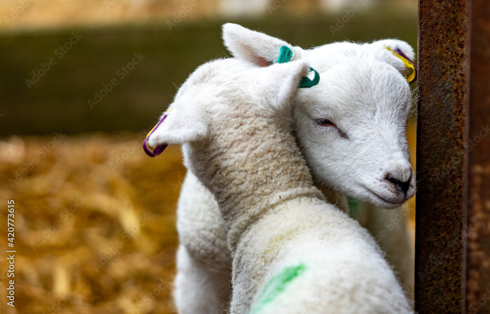 Fototapeta premium Spring lambs on a Kent farm, England