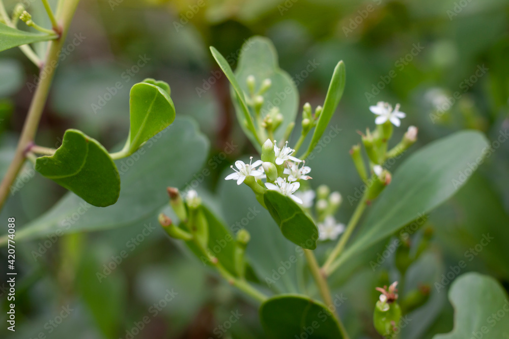 White flower of Lumnitzera racemosa Willd bloom on tree in the mangrove forest. White flower of Lumnitzera racemosa Willd bloom on tree in the mangrove forest.