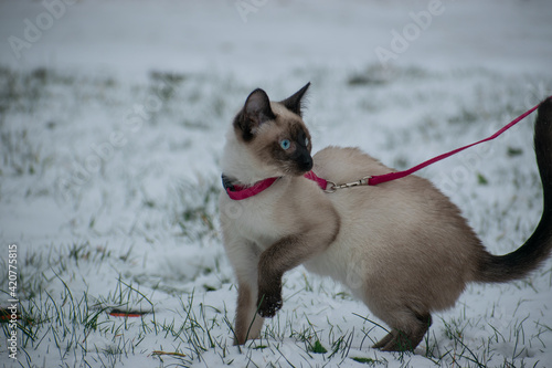 cat sitting in the snow