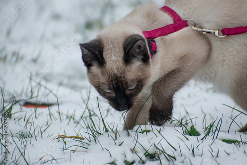 close up of a cat in the snow