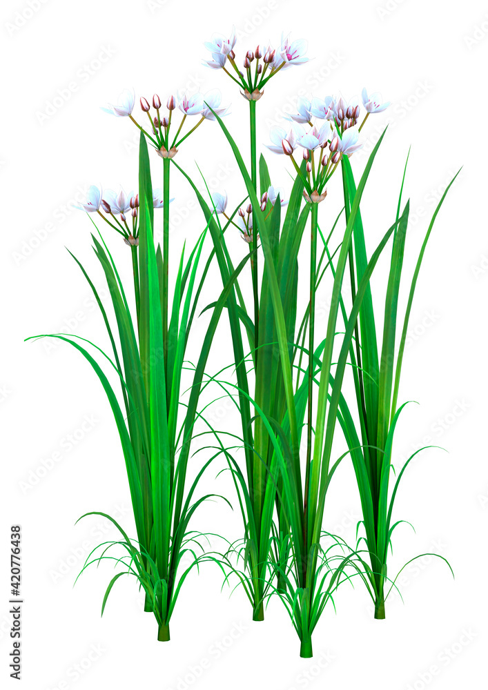 Fototapeta premium 3D Rendering Butomus Plants on White