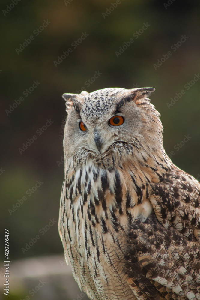 Close view of a white simple owl in the captivity. Natural background. Close view of a white simple owl in the captivity. Natural background.