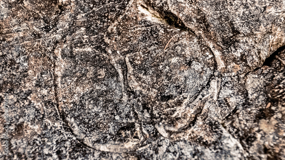 Fototapeta premium Details of a fossilized megalodontidae or cow kick shell at the famous Hintersee, Ramsau, Berchtesgaden, Bavaria, Germany