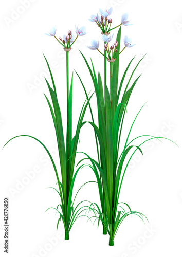 Wallpaper Mural 3D Rendering Butomus Plants on White Torontodigital.ca